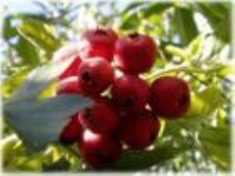 Supply Chinese Hawthorn Fruit Extraction